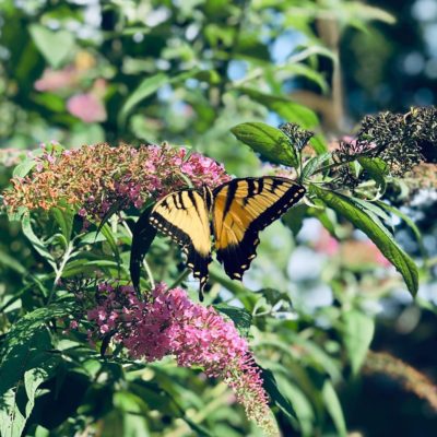 Butterfly on flower