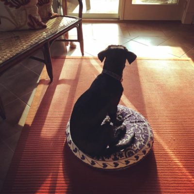 Puppy on meditation cushion